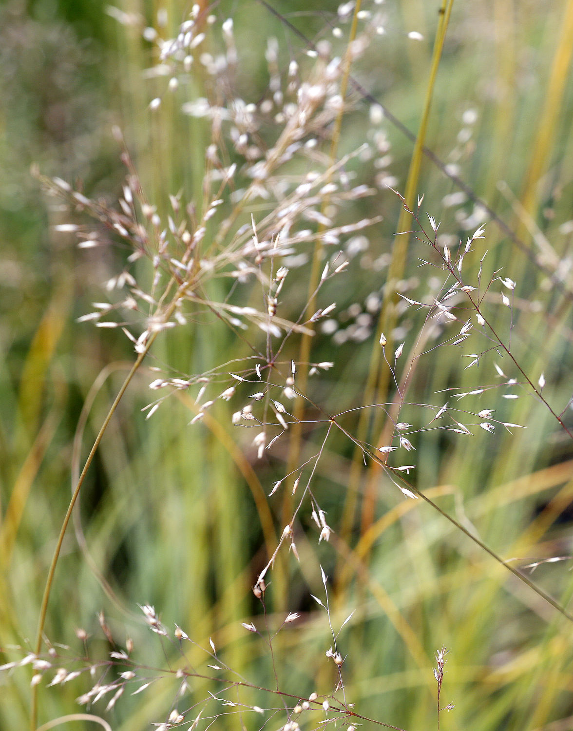 ORNAMENTAL GRASS